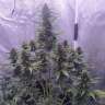 Семена конопли Auto White Widow feminised Ganja Seeds Семена конопли Auto White Widow feminised Ganja Seeds