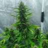 Семена каннабиса Auto White Widow feminised Ganja Seeds Семена каннабиса Auto White Widow feminised Ganja Seeds