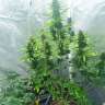 Недорогие семена конопли Auto White Widow feminised Ganja Seeds Недорогие семена конопли Auto White Widow feminised Ganja Seeds