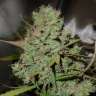 купить семена конопли медицинской Auto Blueberry feminised купить семена конопли медицинской Auto Blueberry feminised