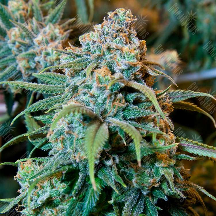 купить семена конопли гидропоники Opium feminised купить семена конопли гидропоники Opium feminised