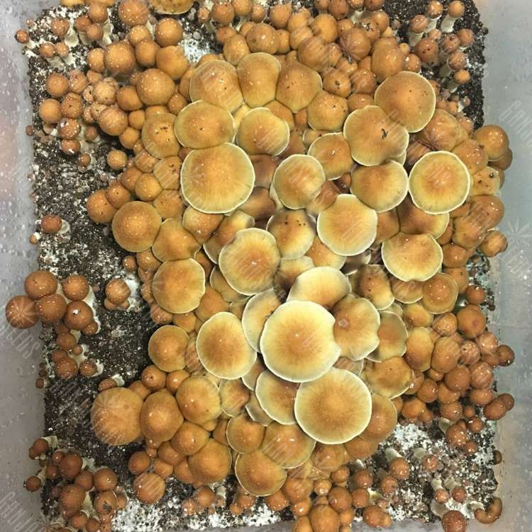 купить качественные отпечатки псилоцибиновых грибов Lizard King купить качественные отпечатки псилоцибиновых грибов Lizard King