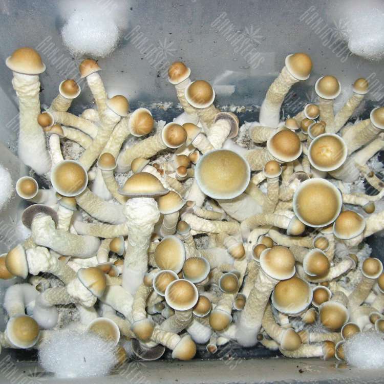 заказать споры псилоцибиновых грибов Ecuador курьером заказать споры псилоцибиновых грибов Ecuador курьером