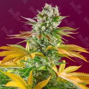 Семена конопли Gorilla Girl feminised Ganja Seeds Fast Version