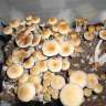 заказать качественные споры псилоцибиновых грибов Mexican заказать качественные споры псилоцибиновых грибов Mexican