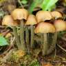 заказать хорошие споры псилоцибиновых грибов Mexican заказать хорошие споры псилоцибиновых грибов Mexican