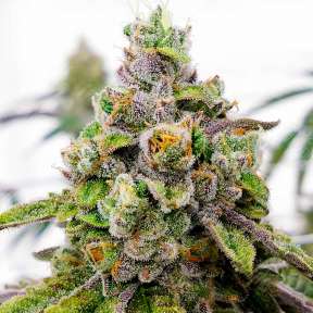 Семена конопли Do-Sweet-Dos feminised Ganja Seeds