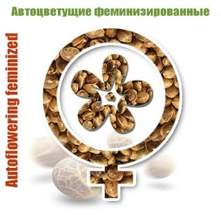 Автофеминизированные семена конопли auto-flovar Kypit avtocvetyshie semena konopli, ceni na avtocveti marihyani v Ykraine - magazin GanjaSeeds Автофеминизированные семена конопли