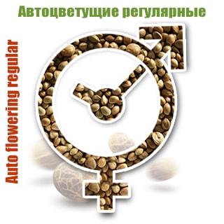 автоцветущие регулярные семена auto-flovar-regulyar Kypit regylyarnie avtocveti semena konopli, ceni na avto regi marihyani - magazin GanjaSeeds автоцветущие регулярные семена