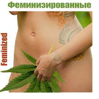 феминизированные семена конопли feminised Kypit femenizirovannie semena konopli, marihyani, ceni v Kieve i Ykraine - magazin GanjaSeeds феминизированные семена конопли
