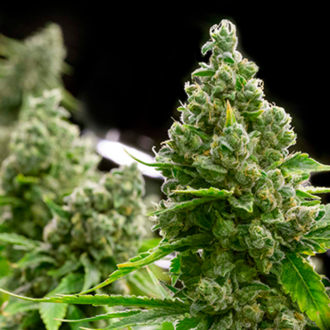 Мощные сорта конопли nabis-seeds Moshnie sorta konopli kypit semena, ceni v Kieve i Ykraine – GanjaSeeds Мощные сорта конопли