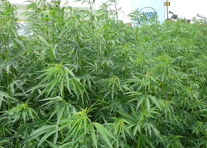 Cannabis sativa sativa-na-ulitse-2 Virashivanie konopli - kak virastit marihyany ot semeni do shishki Cannabis sativa