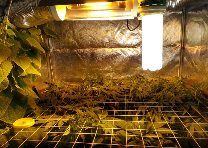 Зеленый экран scrog1 Virashivanie konopli - kak virastit marihyany ot semeni do shishki Зеленый экран